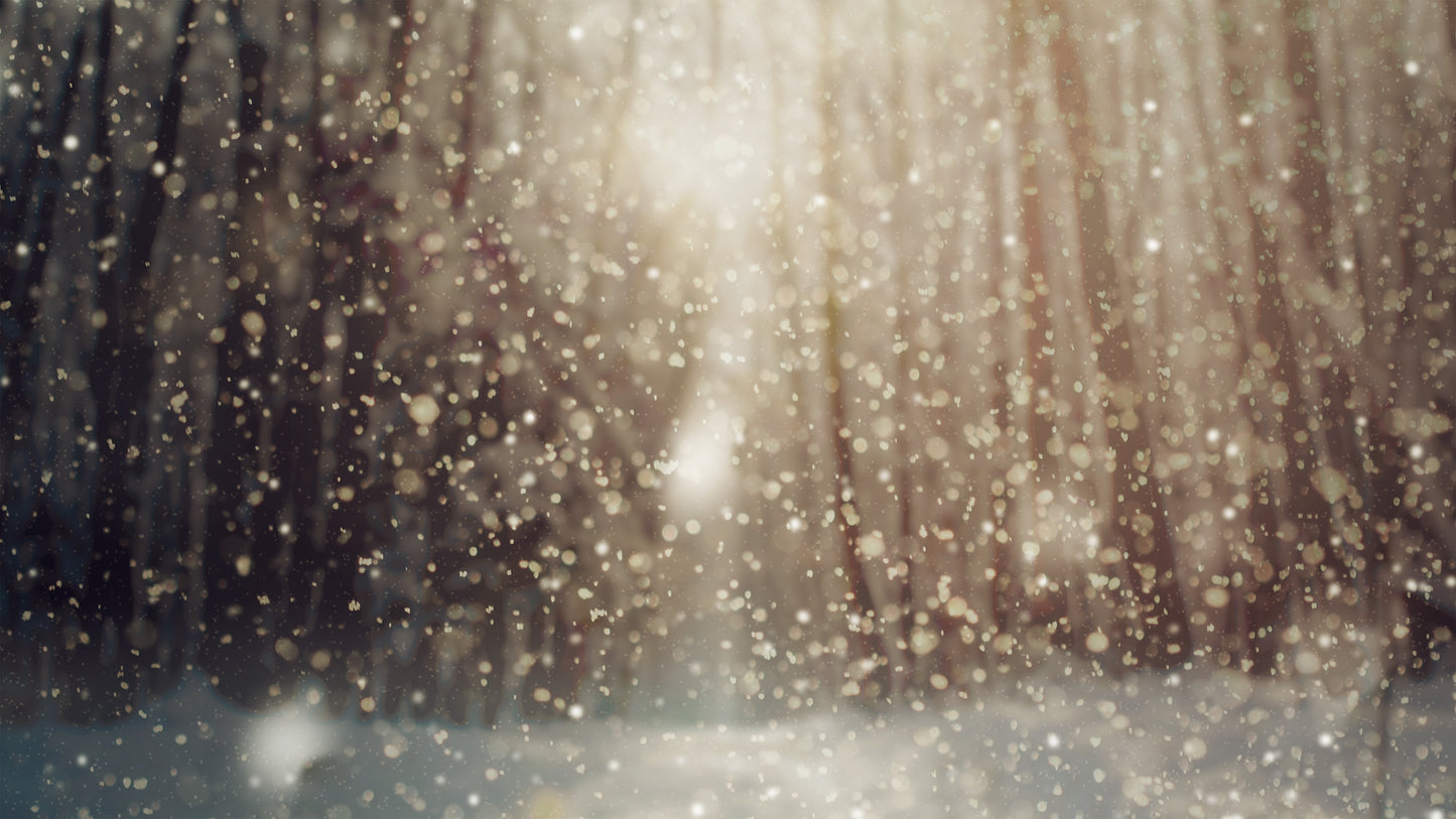 Christmas Forest Snow