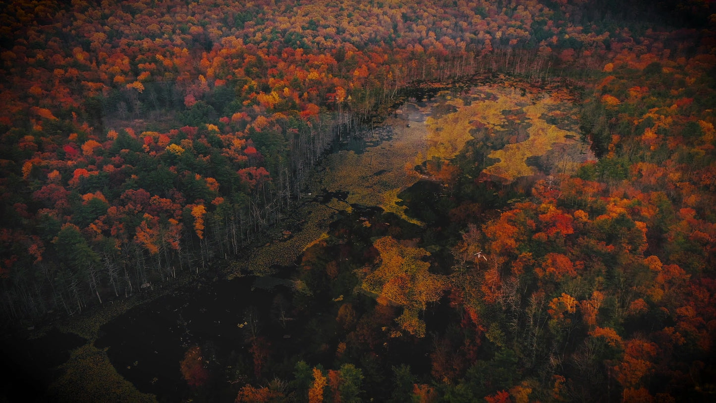 Autumn Colors Burst