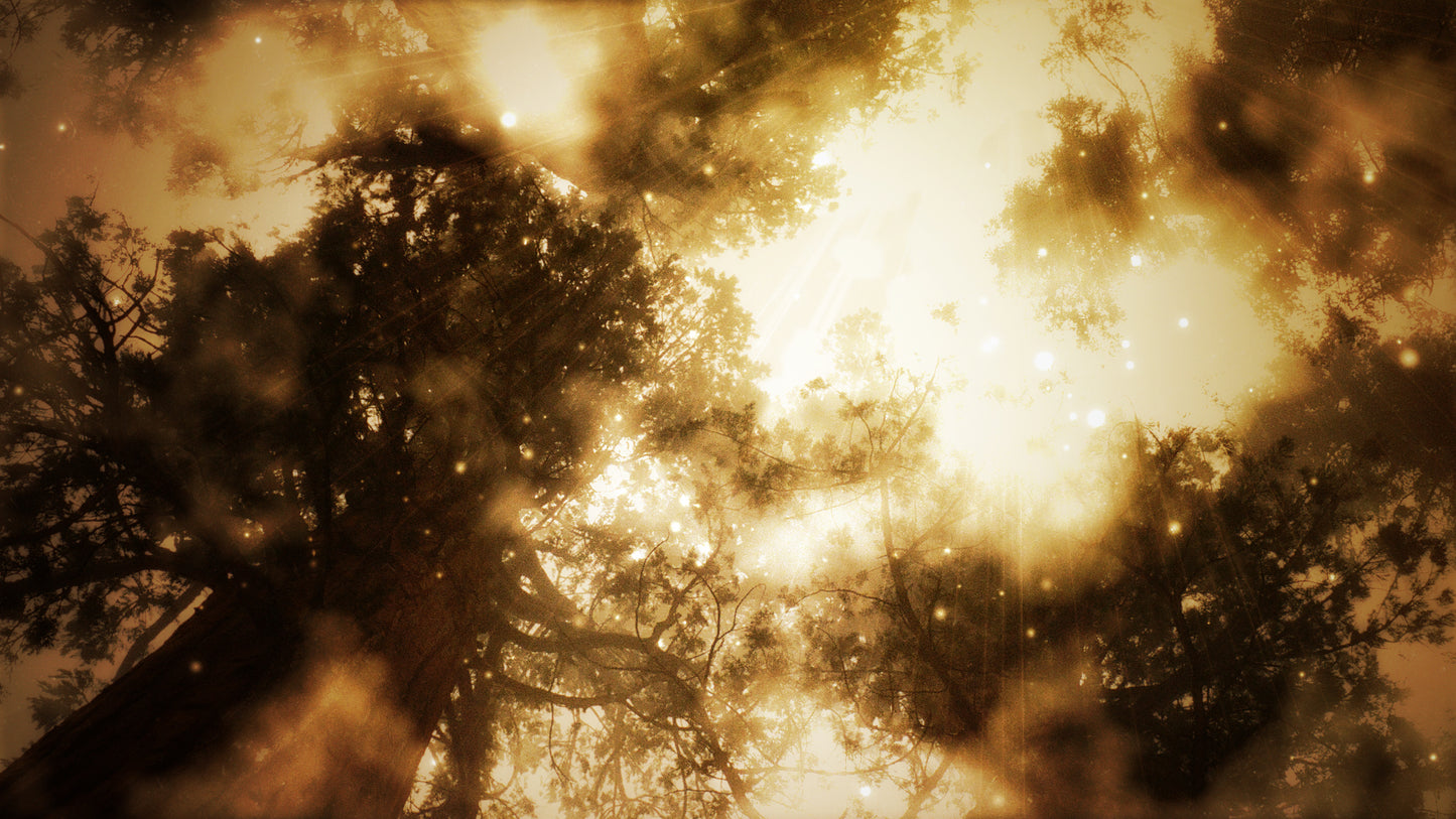 Silent Forest Trees