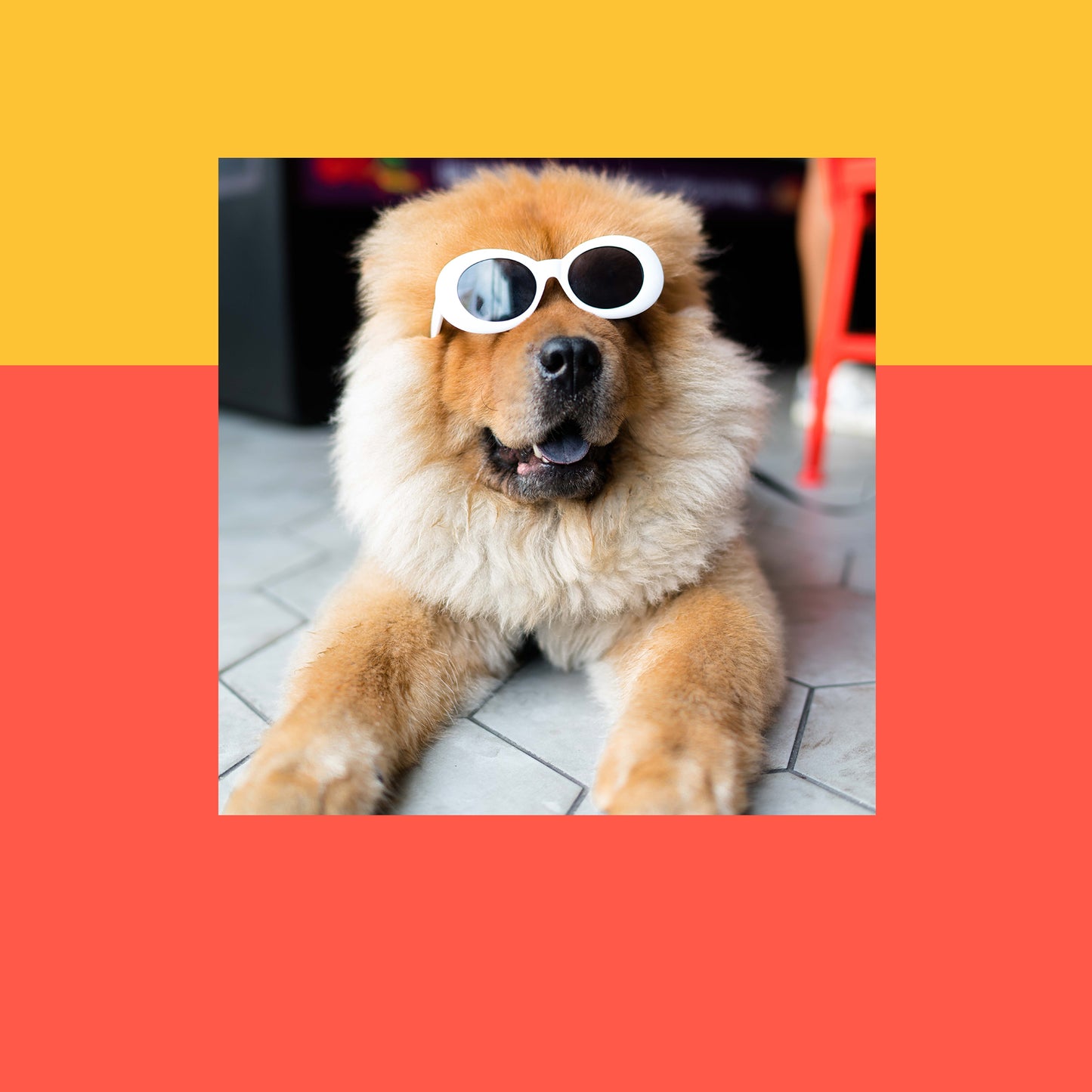 Share the Good - Pets