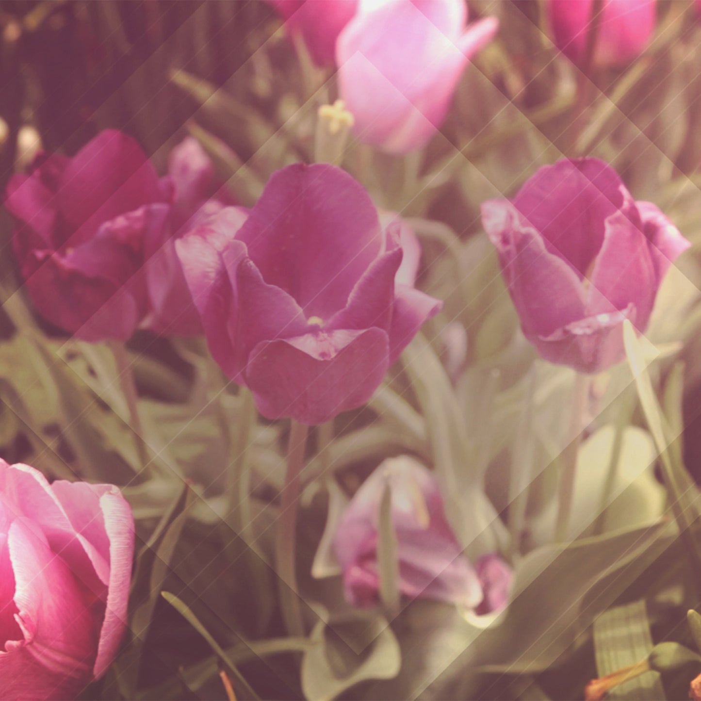 Fresh Flowers Blank