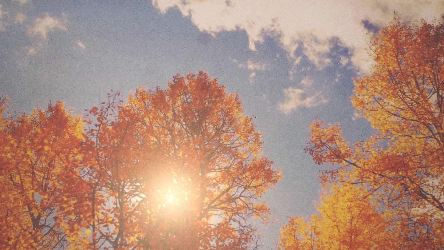 Autumn Light 07 Still