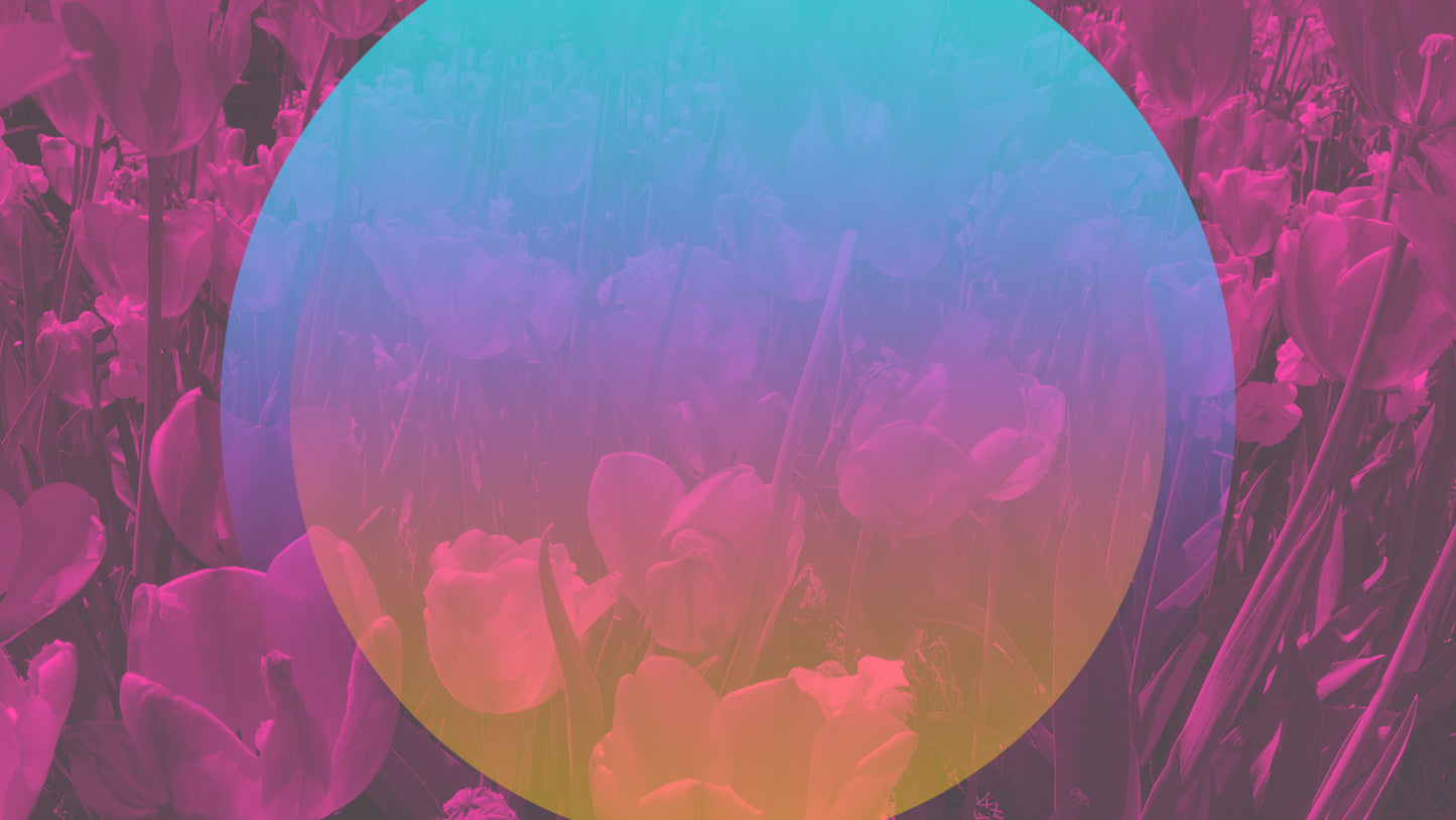 Gradient Spring Flowers 01 Still