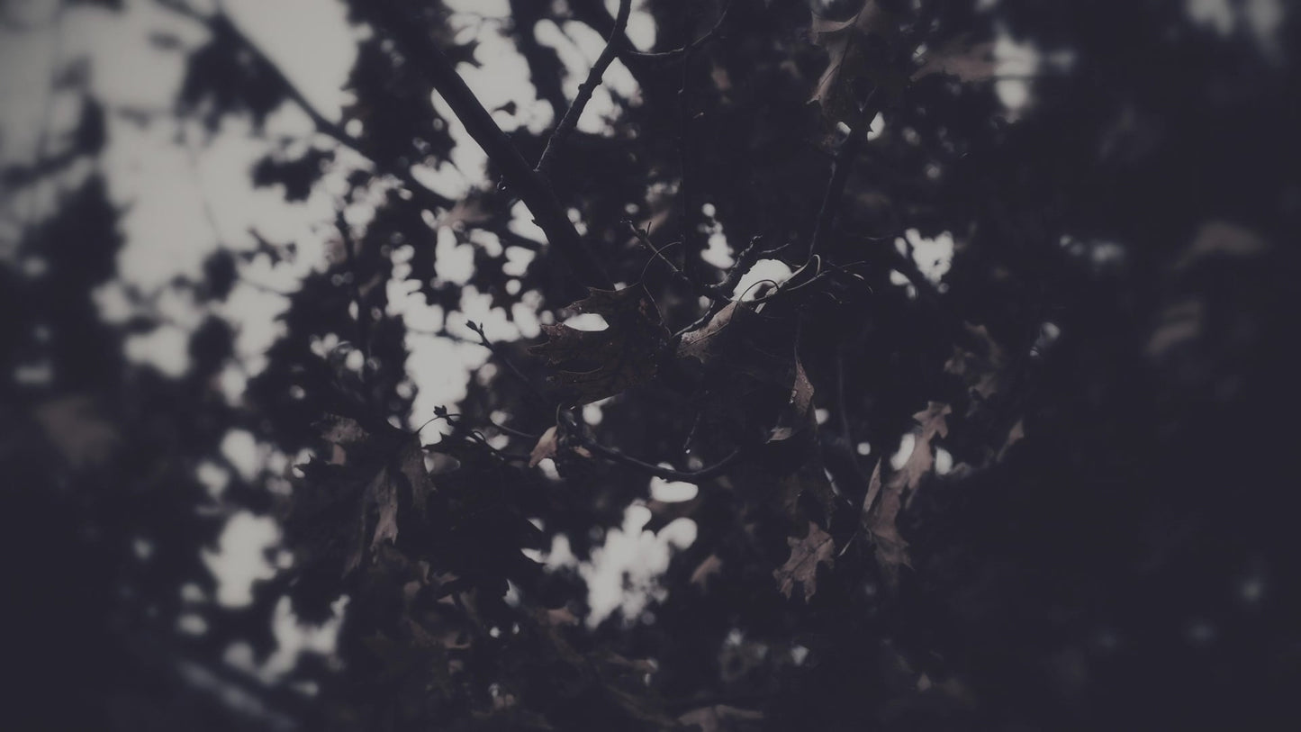 Bleak Beauty Leaves