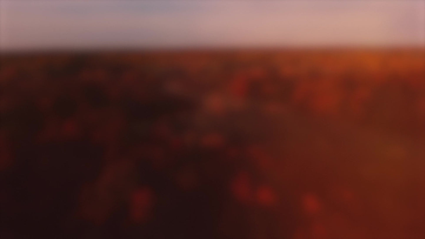 Thanksgiving Flight Forest Blur