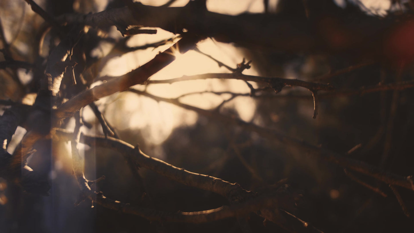 Autumn Dream Vision