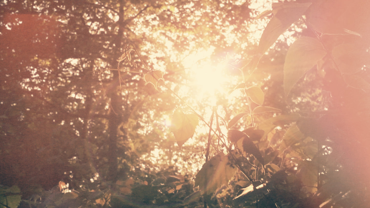 Leafy Sunshine