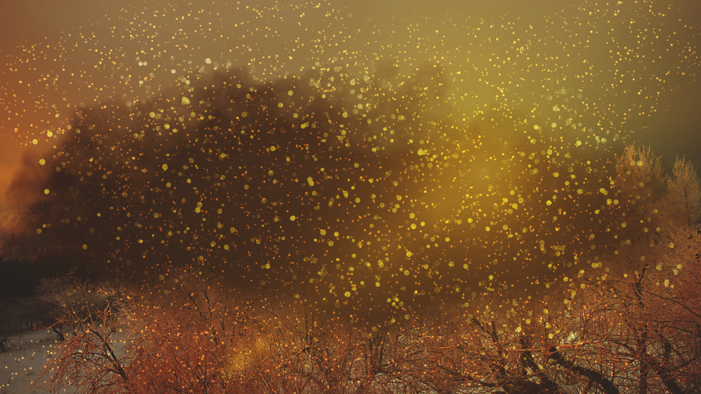 Snowy Night Gold