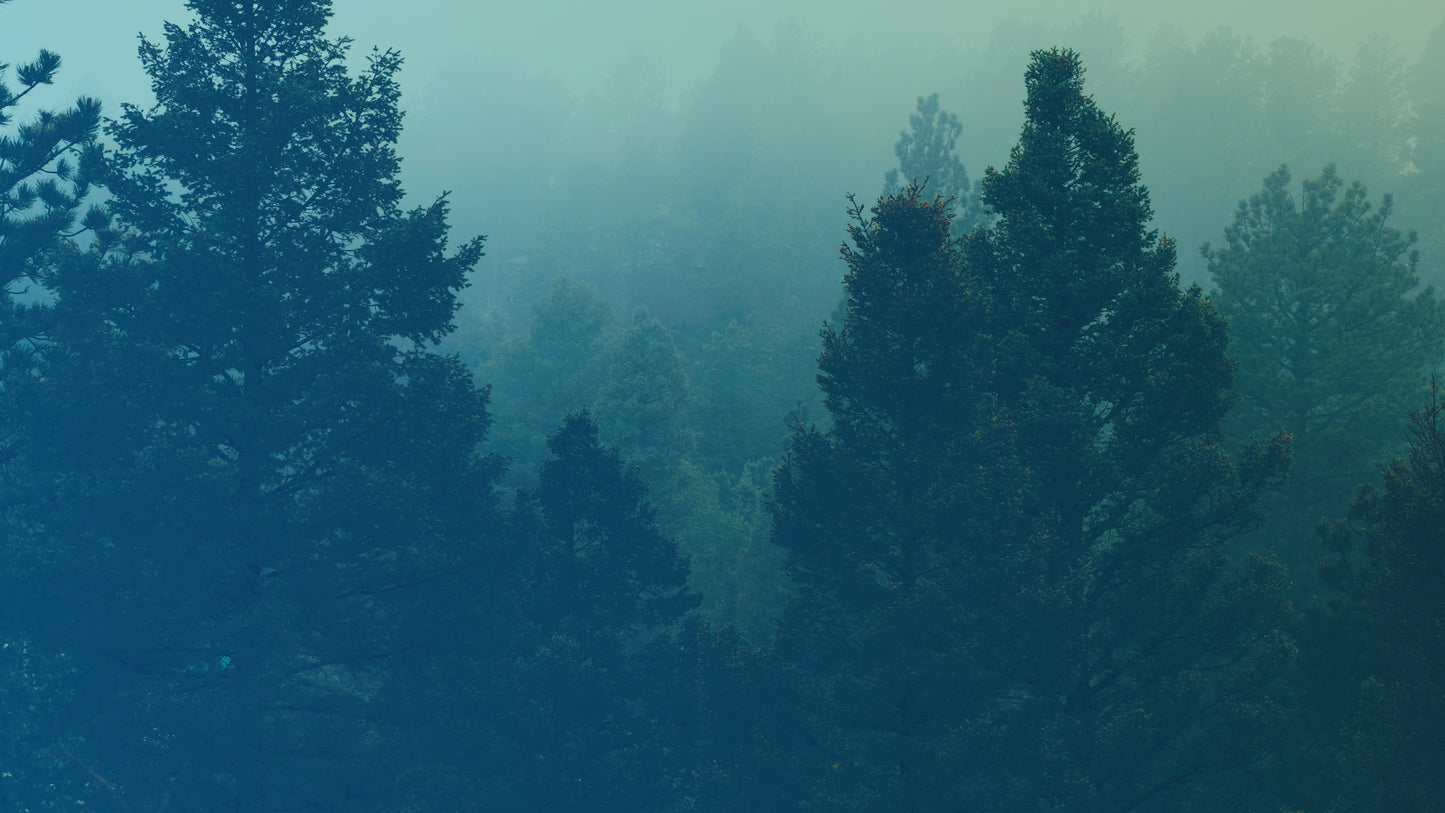 Misty Forest Green