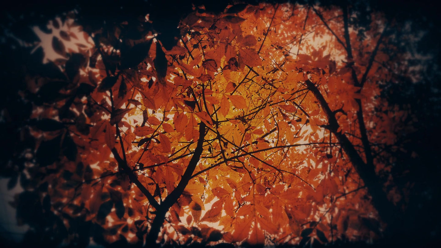 Autumn Fire Ablaze