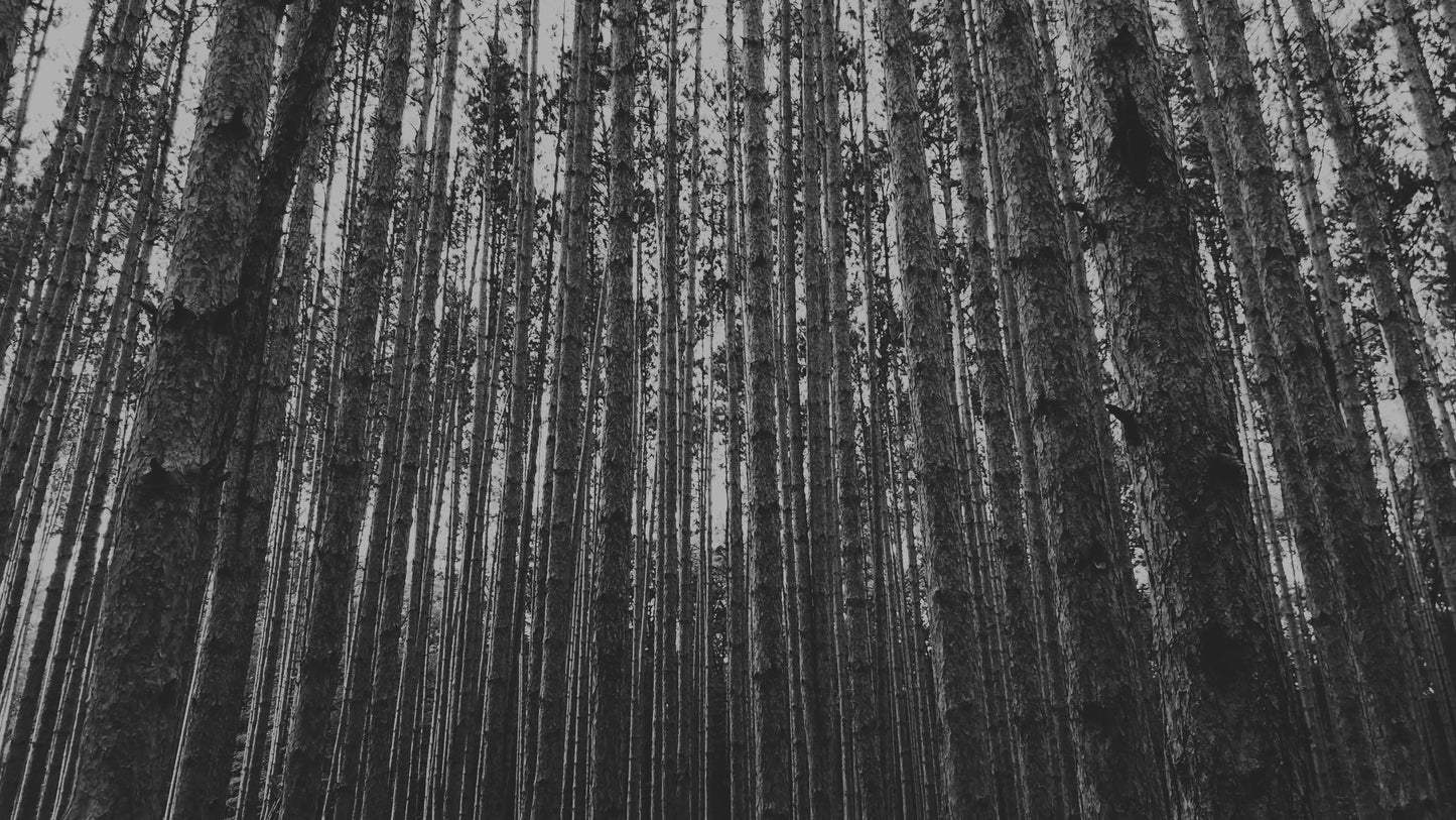 The Forest 4 BW