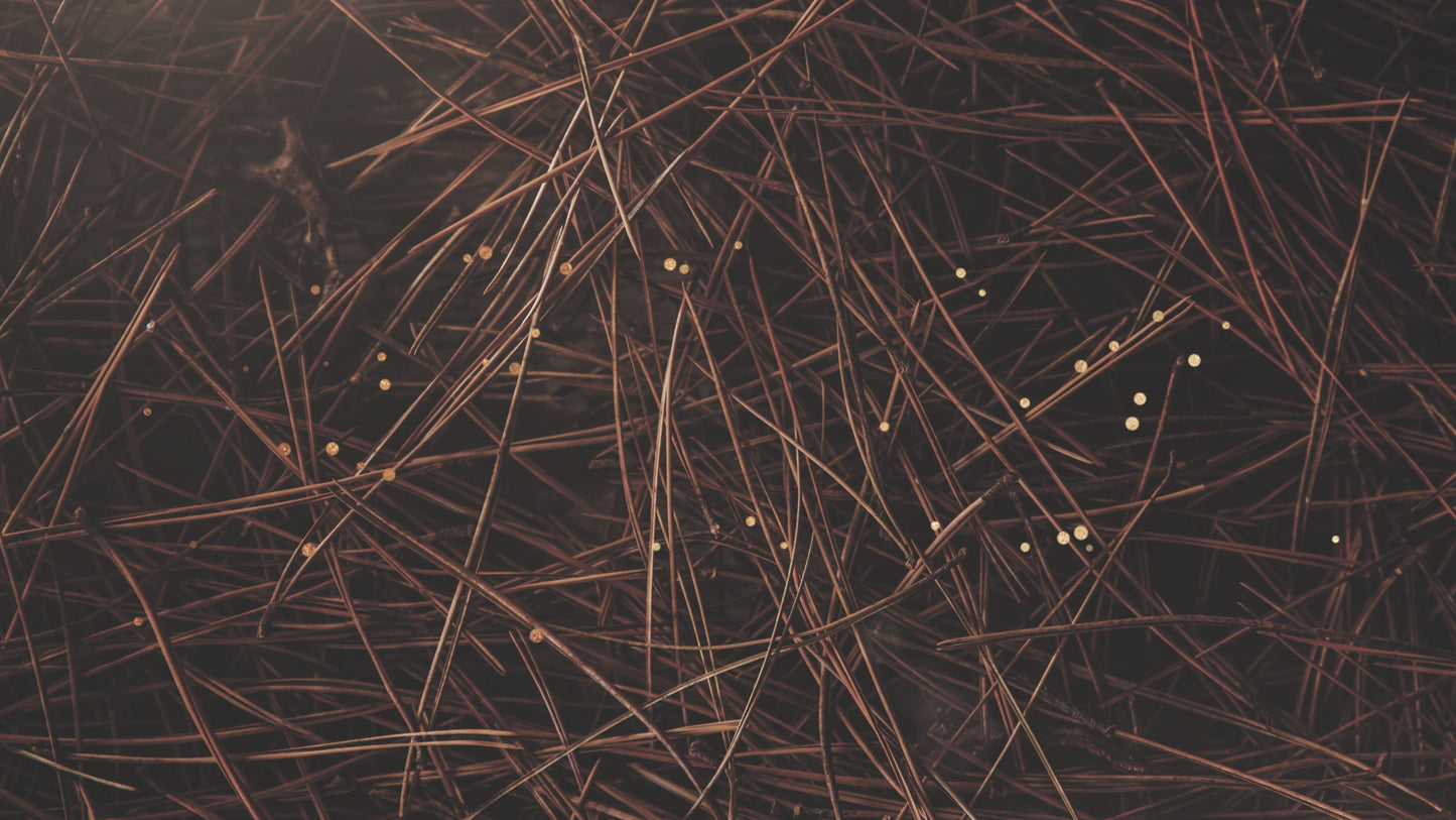 Christmas Textures Needles