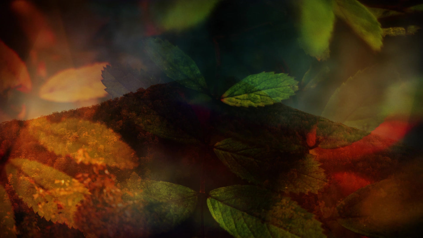 Subtle Fall 04