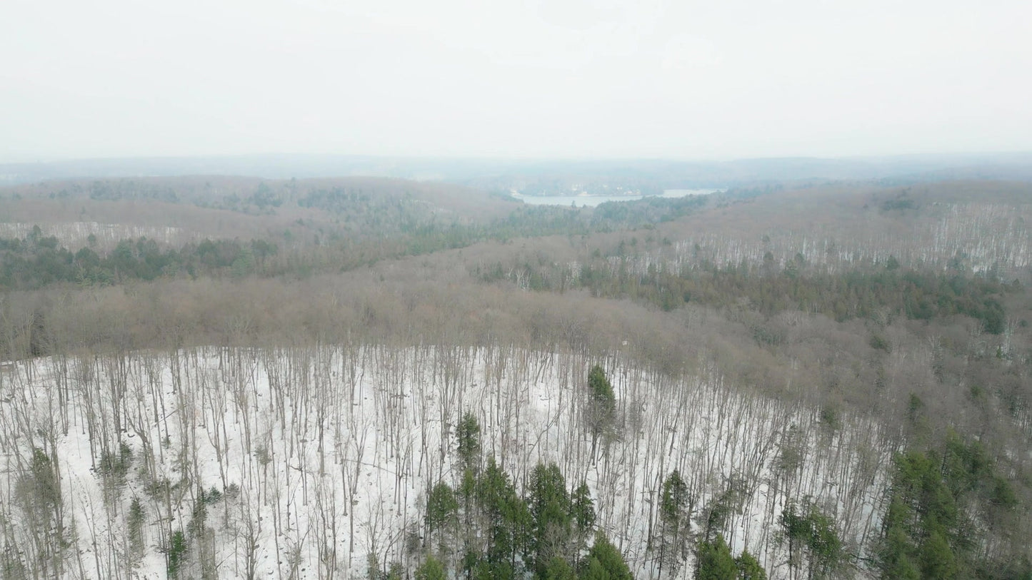 Winter Woods 09