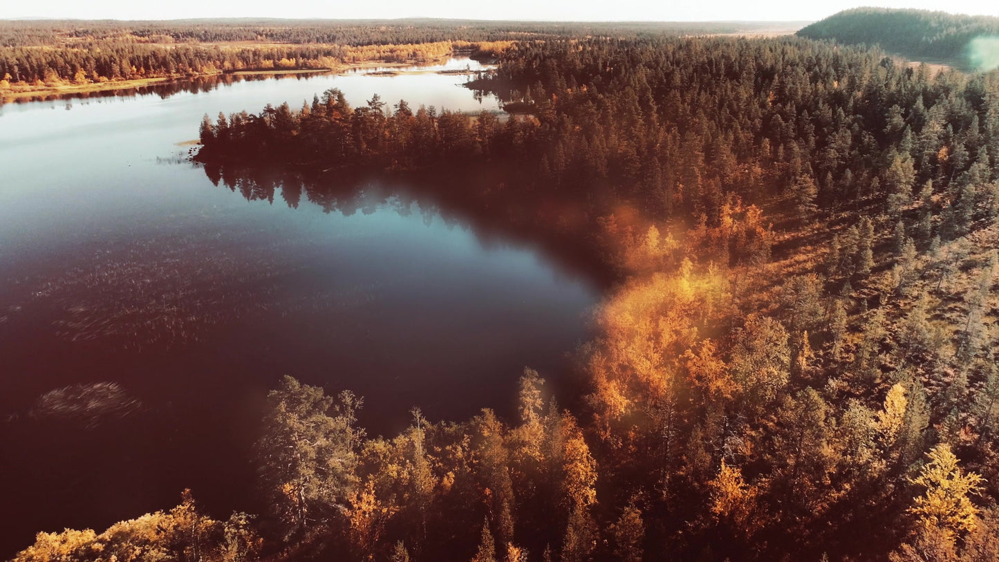 Soar Forest