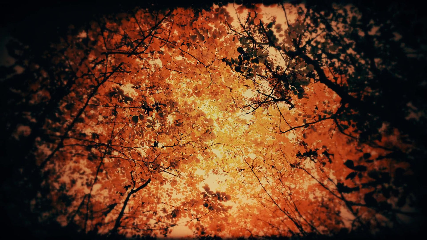 Autumn Fire Inferno