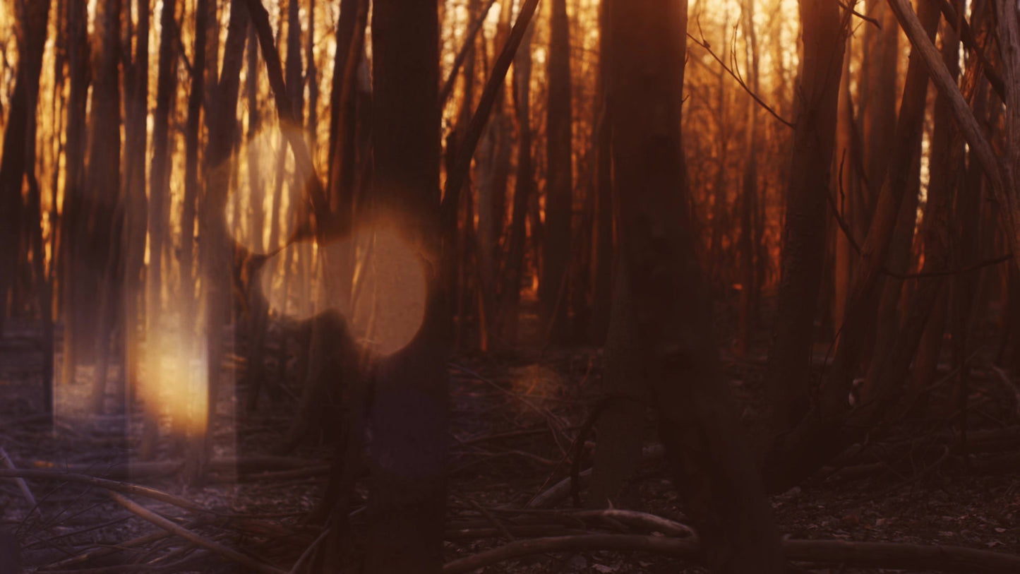 Autumn Dream Forest