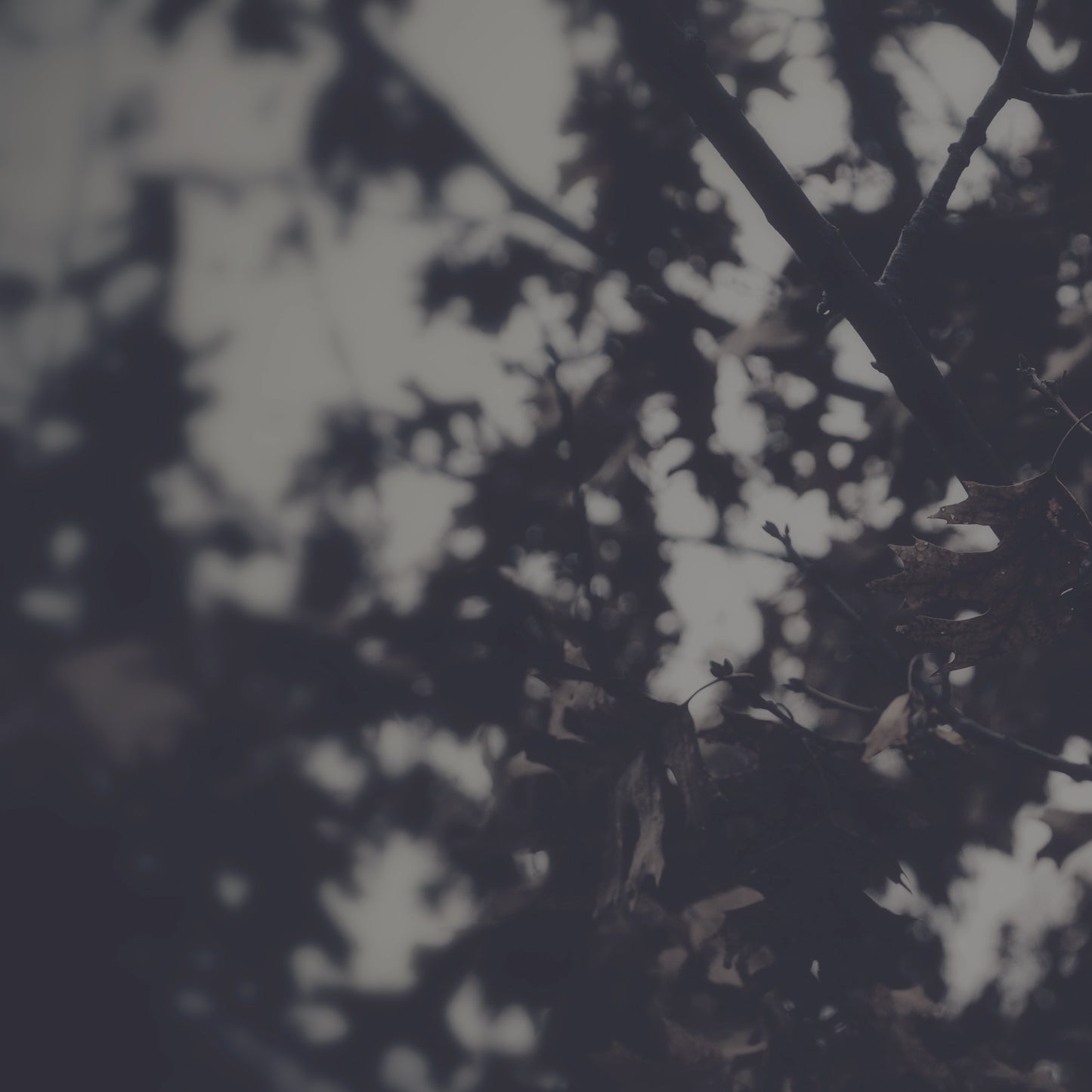 Reflections For Lent 2