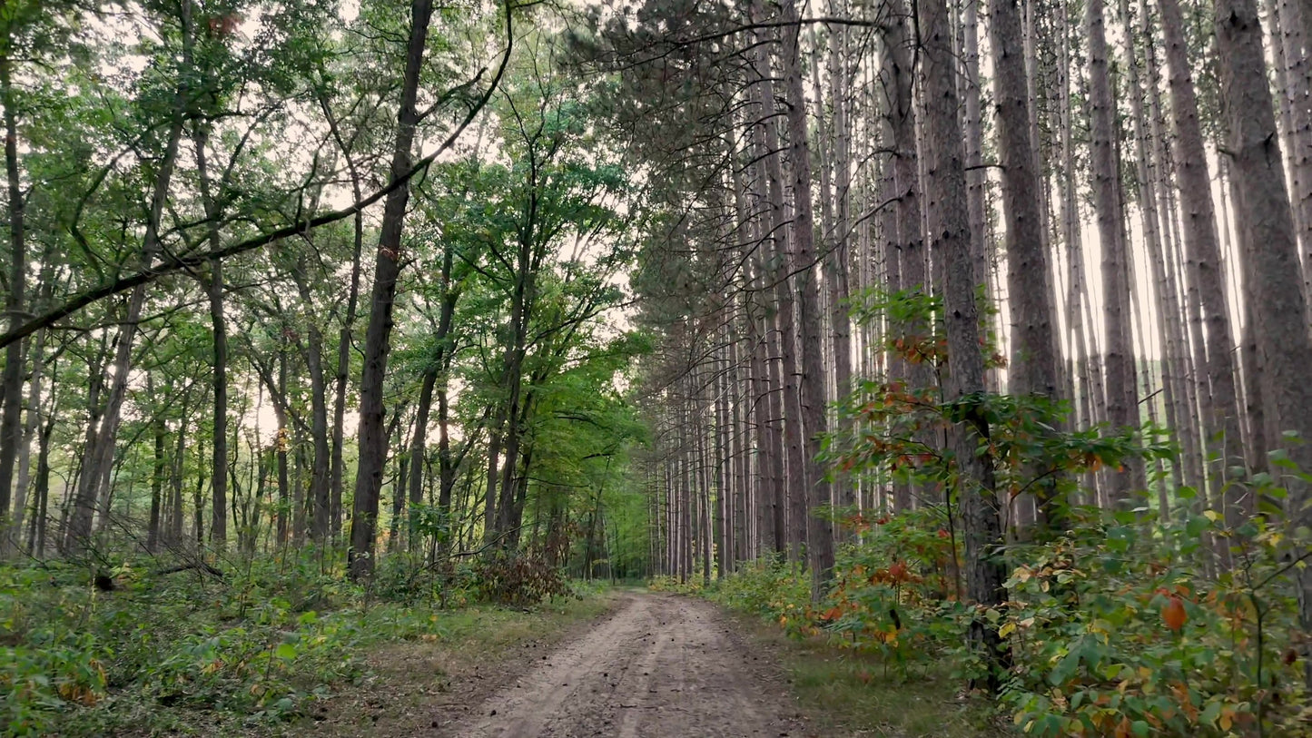 The Forest 6