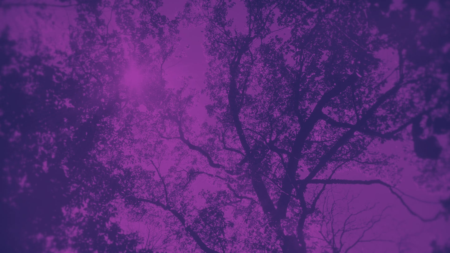 Autumn Canopies 5 Duotone