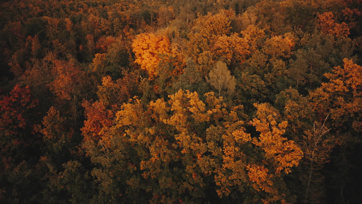 Autumn Foliage 4
