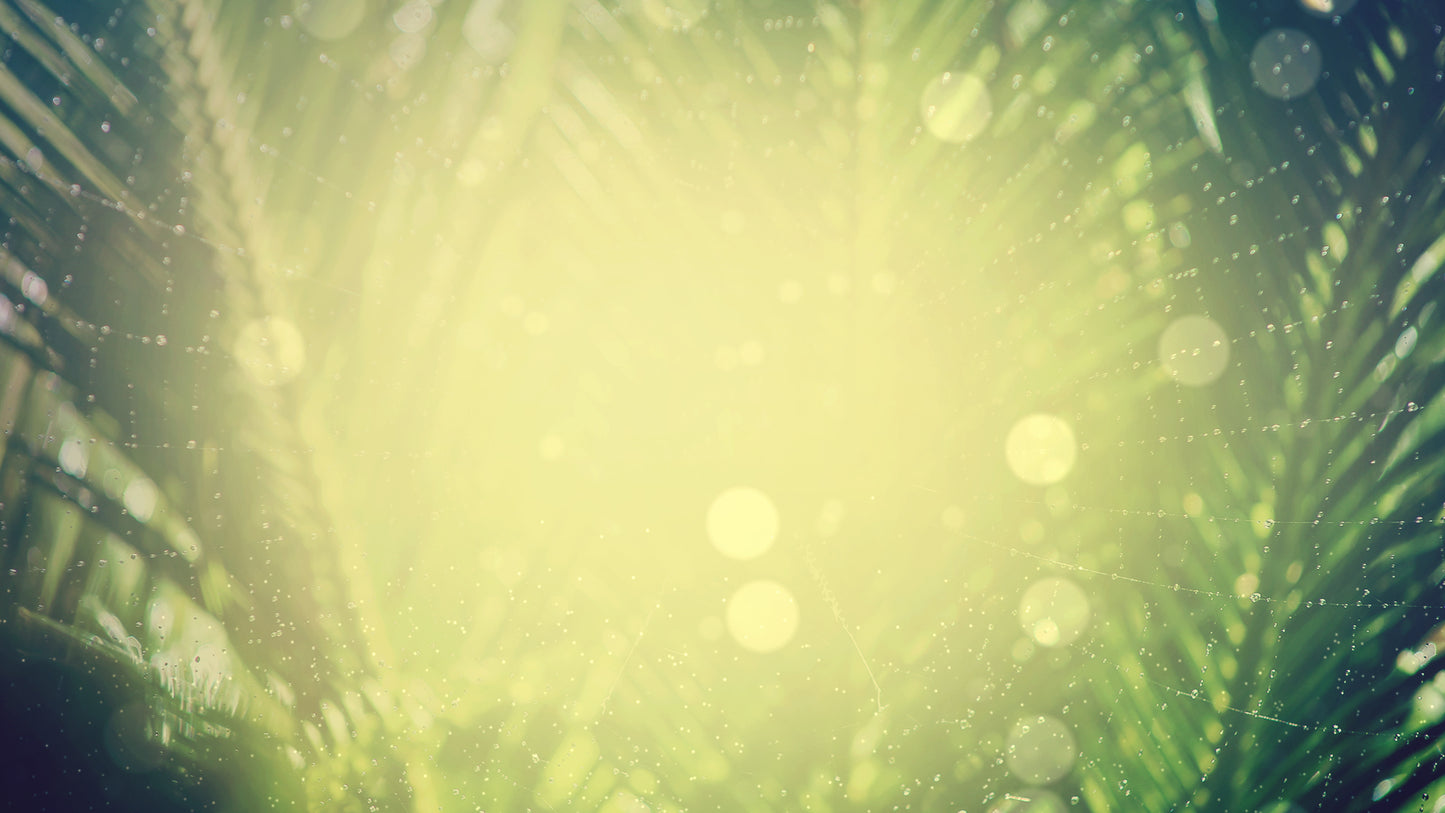 Easter Week Palms