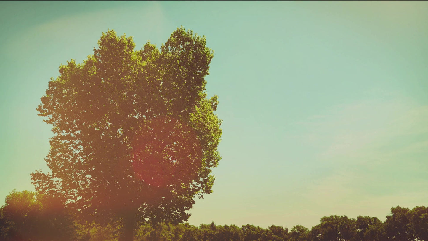 Summer Bright Framed