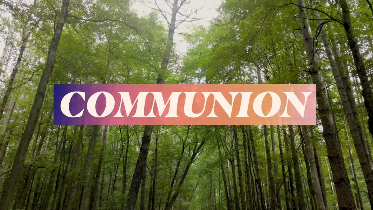 The Forest Communion