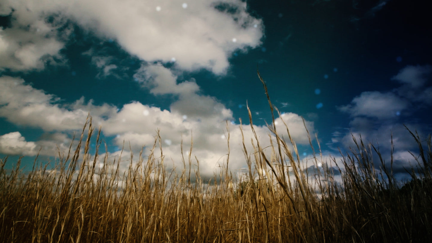Sun Shade Field