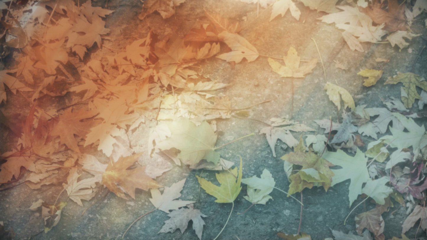 Fallen Leaves 03 Still