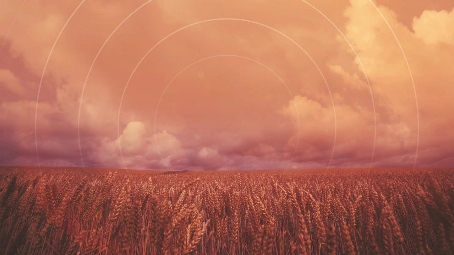 Golden Hour Ripe Radial