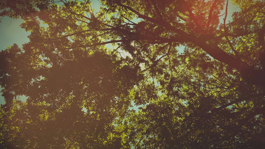 Summer Bright Canopy