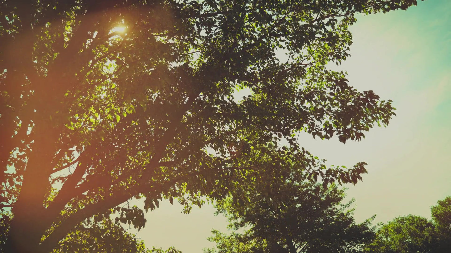 Summer Bright Tree