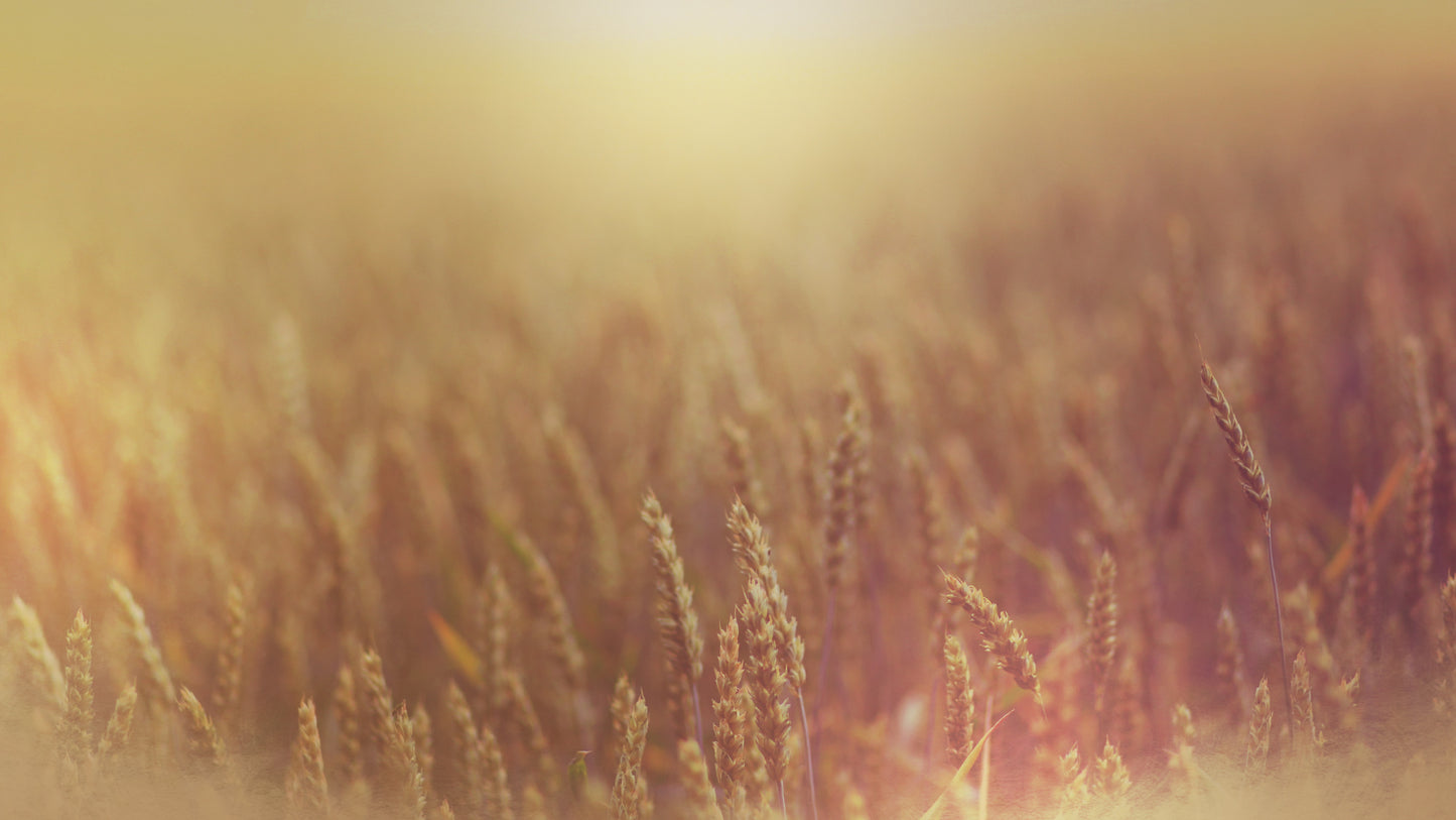 Harvest Gold Wheat 1