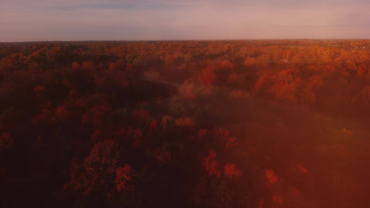 Thanksgiving Flight Forest