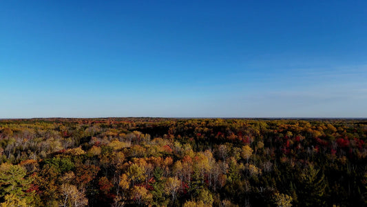 Fall Foliage 22
