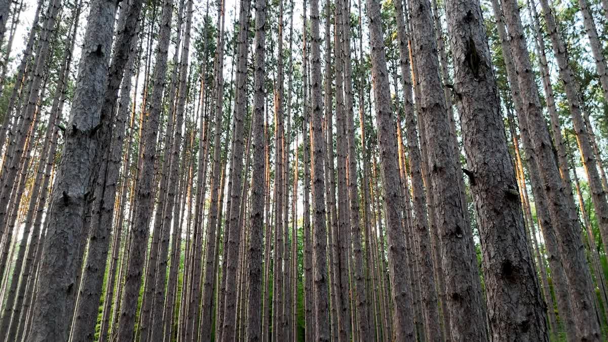 The Forest 4