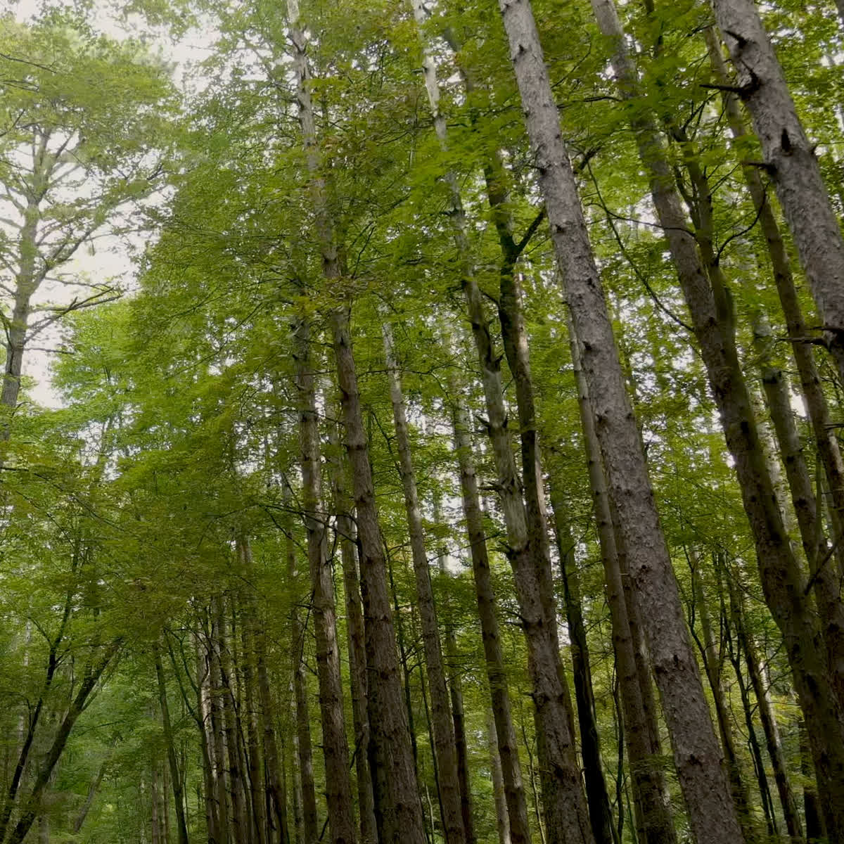 The Forest Grow in Grace Giving Blank