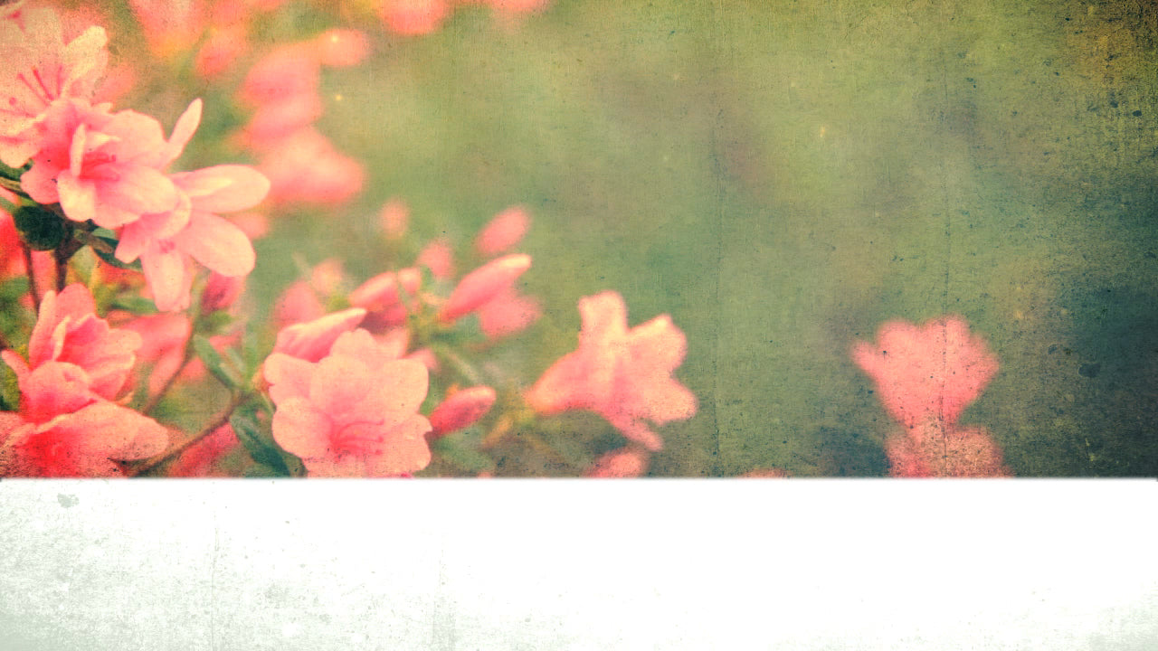 Spring Flowers Blank Still