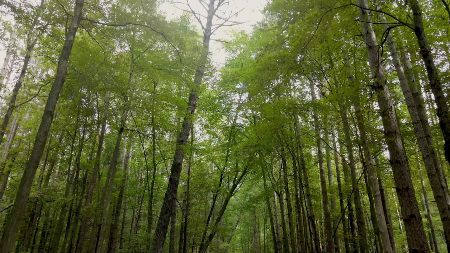 The Forest 9