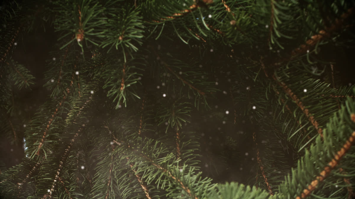 Evergreen 3