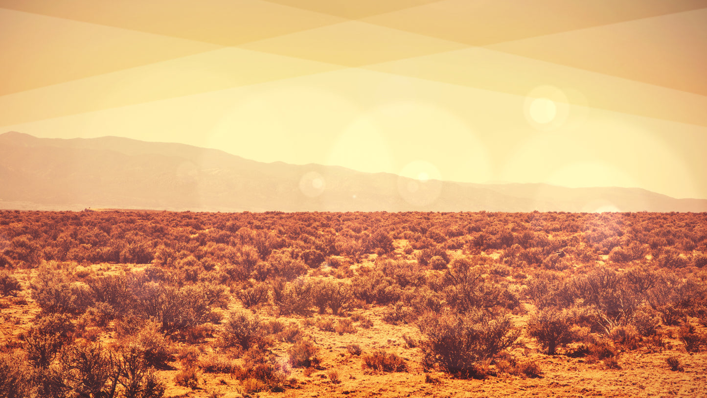 Desert Brush