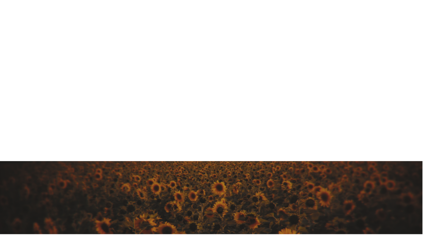 Vintage Sunflowers Lower Third 2