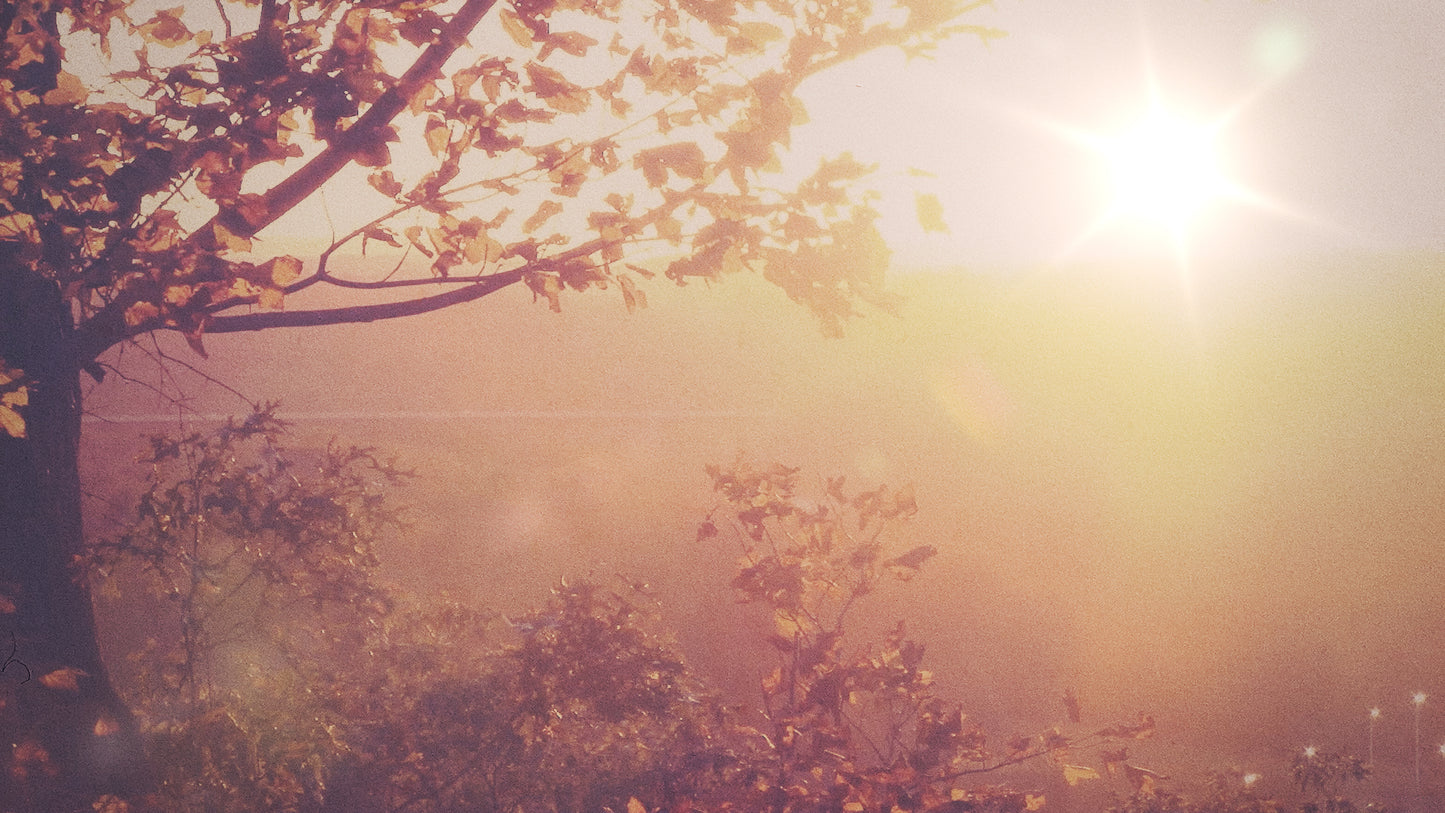Autumn Light 01 Still