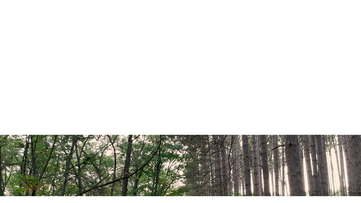 The Forest Lower Third 6 Transparency