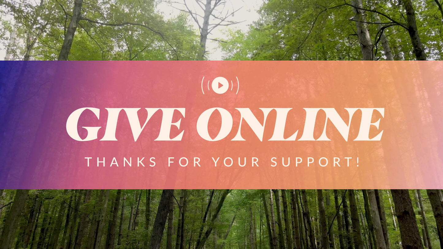The Forest Give Stream
