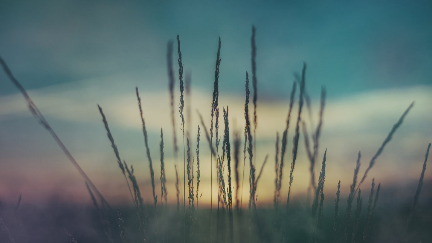 Last Light Wheat
