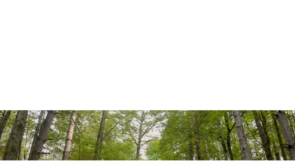 The Forest Lower Third 9 Transparency