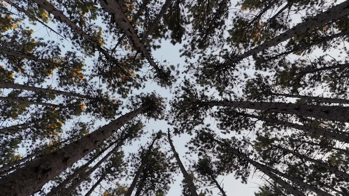 The Forest 3