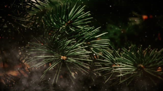 Evergreen 5